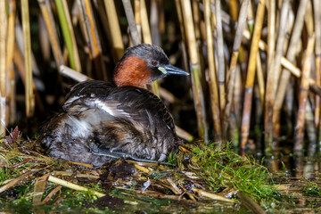 Zwergtaucher (Tachybaptus ruficollis) hudert und brütet