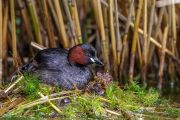 Zwergtaucher (Tachybaptus ruficollis) auf dem Nest mit Jungen
