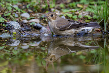 Schnäpper (Ficedula) Weibchen