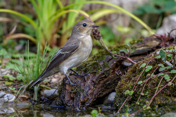Schnäpper (Ficedula) Weibchen
