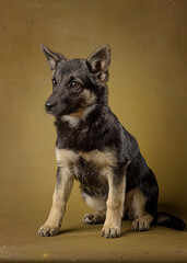 Homeless dog puppy on khaki background