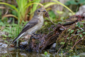 Schnäpper (Ficedula) Weibchen