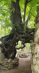 roots of tree