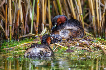 Zwergtaucher (Tachybaptus ruficollis) füttert Junges