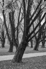 drzewa w parku - obrazy, fototapety, plakaty