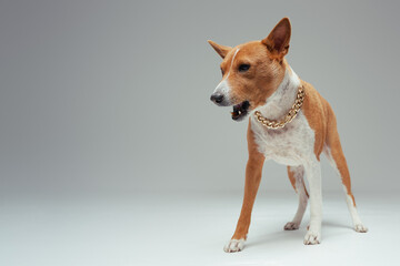 Obraz premium Domestic purebred basenji doggy with golden chain inside studio