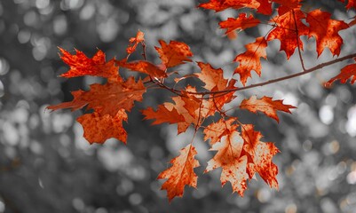 Autumn leaves for background. Perfect nature landscape with yellow and red leaves on black. 