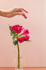 Magenta flower with hand against pink background