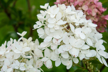 Pink and white inflorescences of paniculate hydrangea Hydrangea paniculata, beautiful autumn blossom in the garden