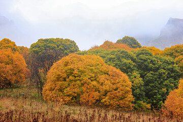 В оранжевых лесах Западного Кавказа