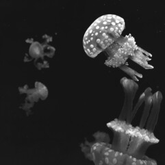 jellyfish in aquarium