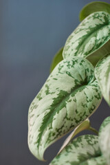 scindapsus vertical. scindapsus exotica moss pole. 
the light of the sun on the leaf