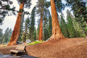 Giant Sequoias in the Sequoia National Park, California
