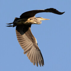 Portrait of grey Heron (ardea cinerea) in flight over blue sky background