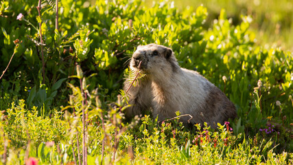 A Hoary Marmot nibbles on native plants in a sunny alpine meadow on a July afternoon. 