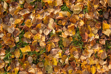 Beautiful wet autumn yellow color leaves on the ground in the park, autumn background