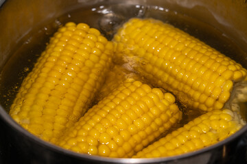 Yellow ripe corn is boiled in boiling water in a metal pan on the black surface of an induction cooker