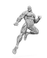 Fototapeta na wymiar bodybuilder muscle maps is landing in action in white background