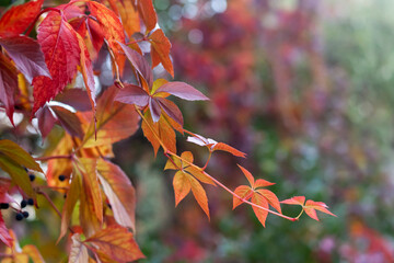 Colorful leaves in the garden