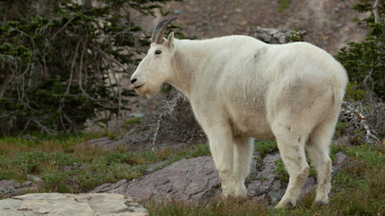 A mountain goat stands in the shade in rocky alpine country high in the mountains of Glacier National Park Montana. 