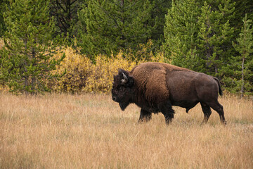 Bison bull also called buffalo walking in golden meadow
