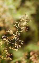 Overblown heuchera flowers, autumn flowers on bokeh background, vintage.