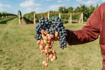 Man hand holding sweet organic juicy grapevine.Close up of red grapes vineyard in background,grape...