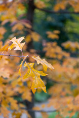 autumn foliage on a maple tree nature landscape