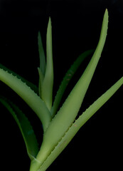 aloe vera plant
