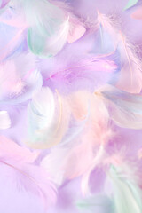 Colorful many feathers on purple fluffy background
