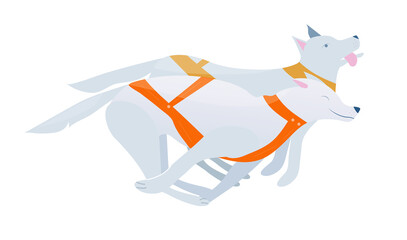 Vector illustration with two sled dogs in harness, winter sport