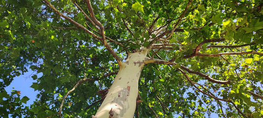 Plane tree in full bloom against a blue sky. Smooth yellow sycamore trunk with bark remains