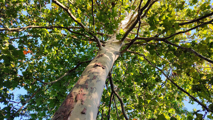 Very tall plane tree with spots of sunlight on the trunk