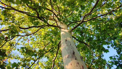 A young tall sycamore tree half full of sunshine