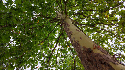 Fototapeta premium Tall plane tree with brown peeling bark on a bare yellow trunk