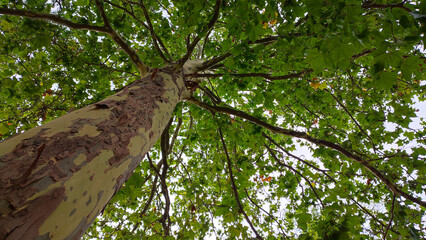 Fototapeta premium Sycamore tree with bare greenish yellow trunk and brown flaking bark