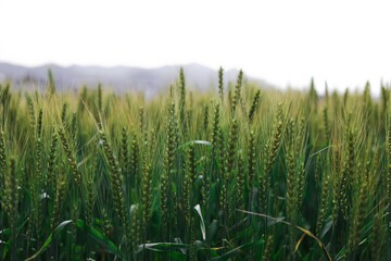 green wheat field
