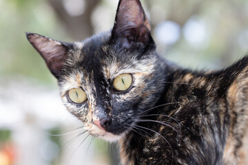 Multicolored cat with an anxious look, close-up.