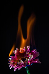 Burning flower - obrazy, fototapety, plakaty