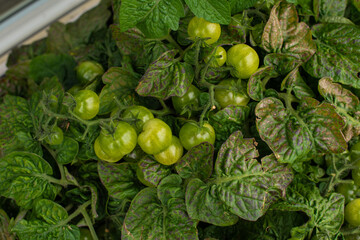 Green tomatoes soon to be harvested.