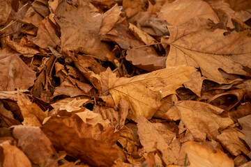 autumn leaves background