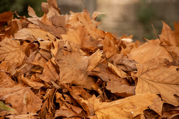 fallen autumn leaves