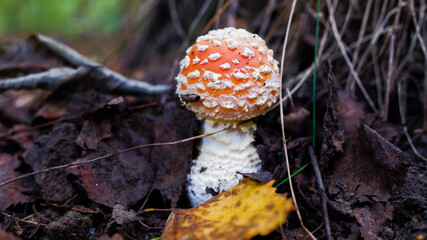 fly agaric mushroom