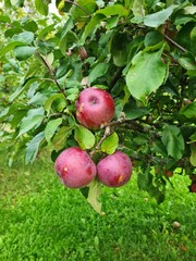 Ripe and delicious red apples on the branches of an apple tree at the beginning of the autumn season