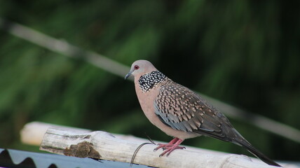 Dove somewhat long tailed pigeon