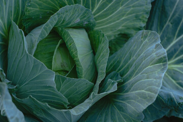 Fototapeta premium cabbage in the garden