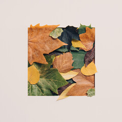 Creative season layout of colorful autumn leaves and  paper card note. Nature mockup background....