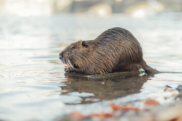 Muskrat eating carrot on the river shore. Nutria on the Vltava river shore with Charles Bridge in background.