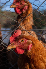 portrait of a chicken