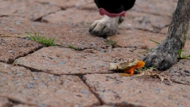 Close de um cachorro pequeno comendo fruta Caqui 